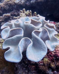 Fun, wavy coral formation seen while diving around Bali for the first time