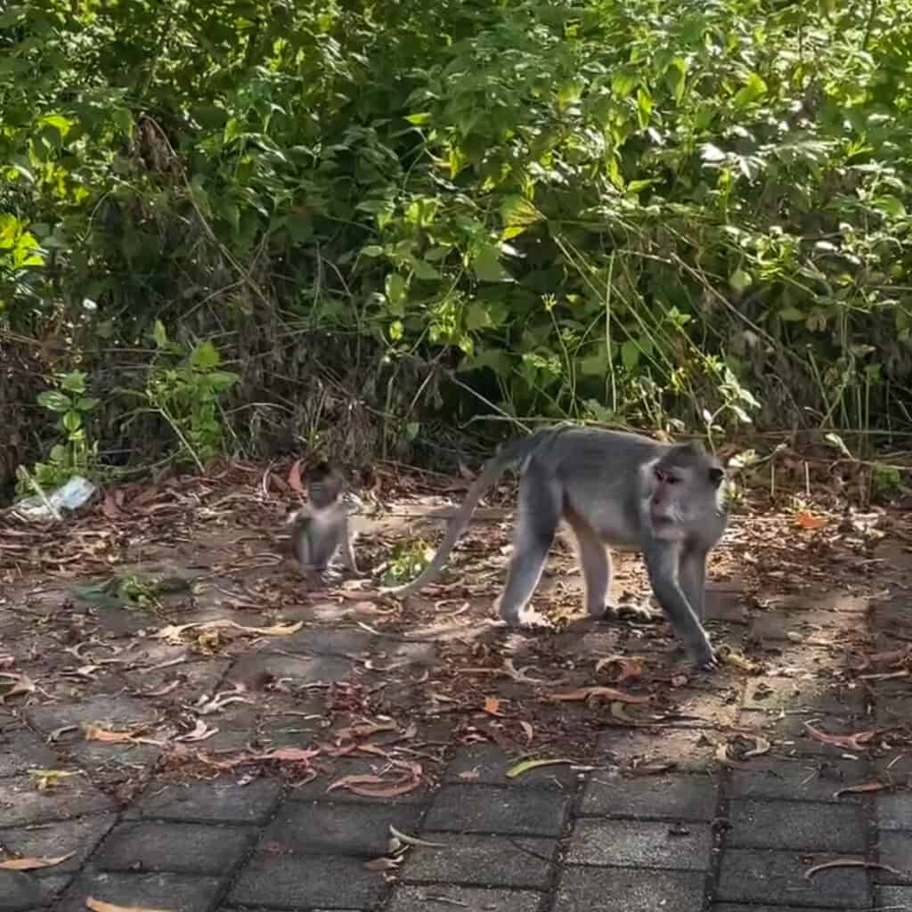 Mom and baby monkeys in Bali on a trail in Uluwatu
