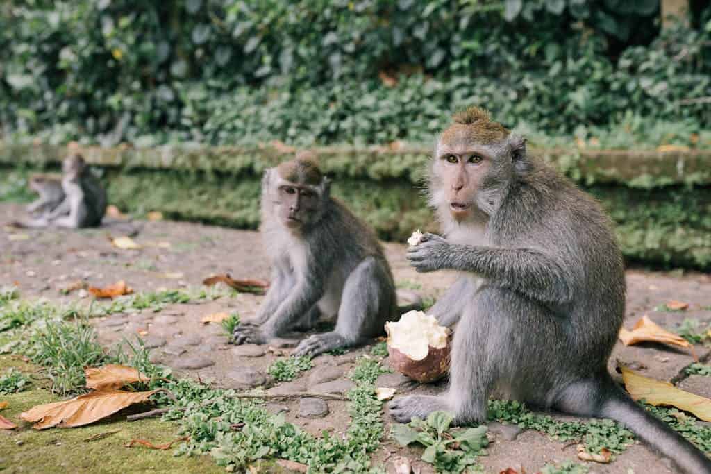 Monkeys in a natural setting enjoy food, showcasing their playful and social behavior.