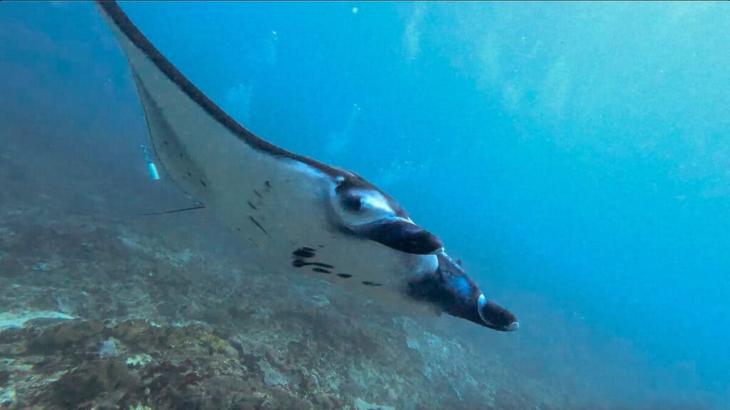 Scuba diving with wild Manta Rays in Manta Bay, Nusa Penida on a day trip from Nusa Lembongan