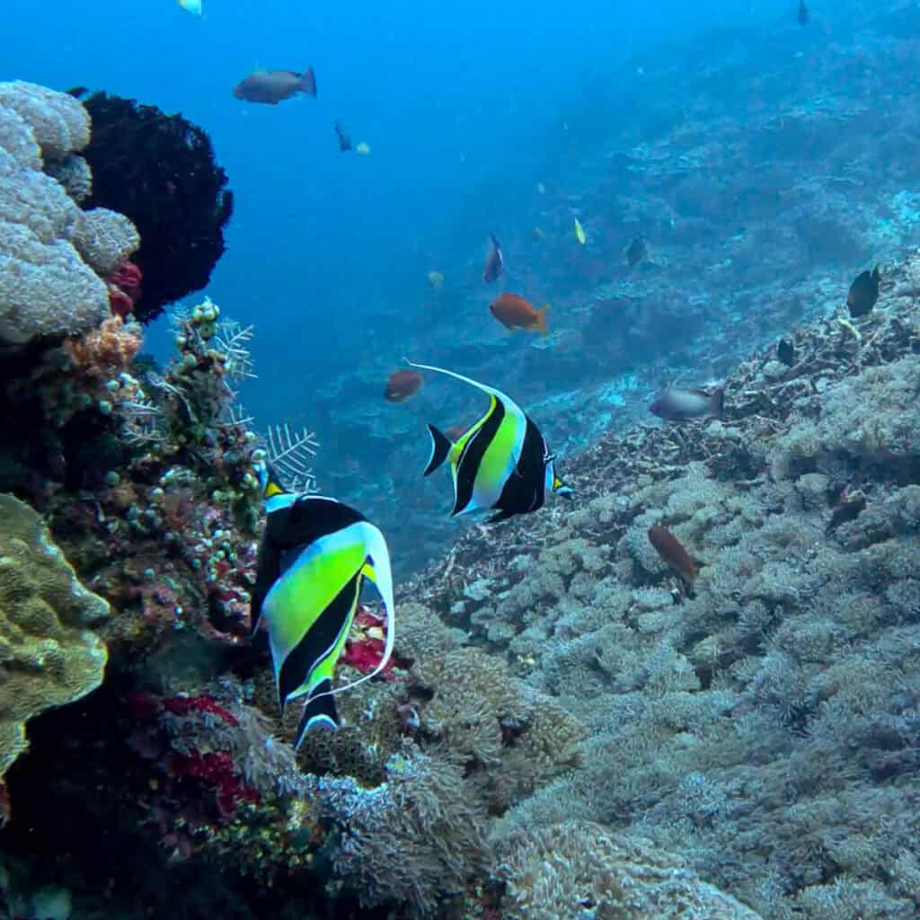 Spotted a pair of mated banner fish in Crystal Bay on a day trip from Nusa Lembongan