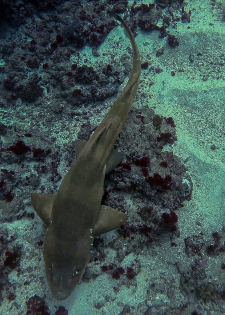 Brownbanded bamboo shark resting on the ocean floor in Manta Bay Nusa Penida