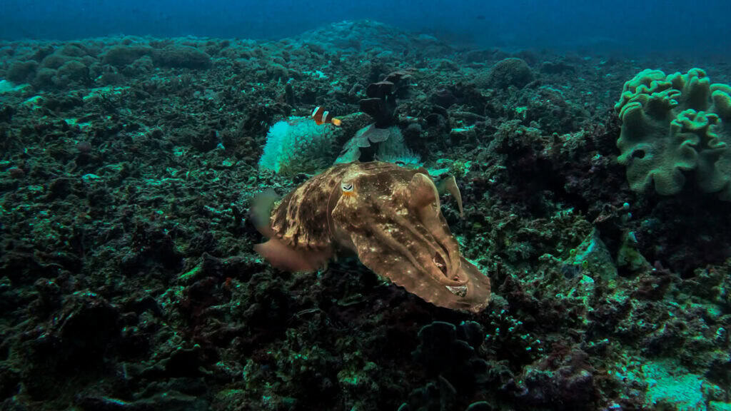 Cuttlefish siting while scuba diving in the Gili Islands