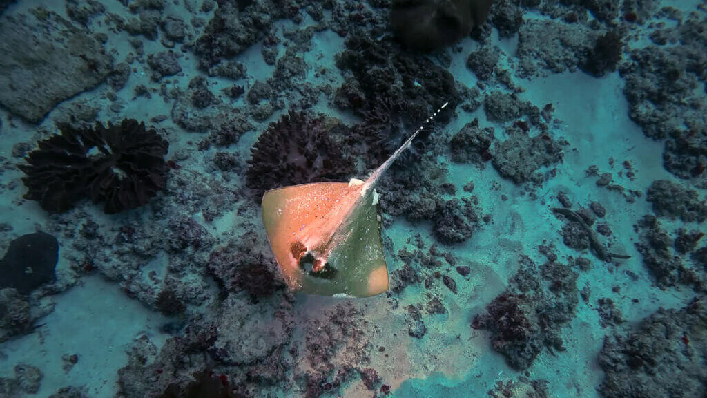 Bluespotted sting ray in Nusa Penida, Bali