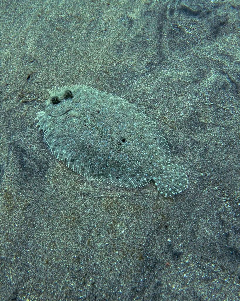 Flounder hiding on the sea floor in Crystal Bay Nusa Penida