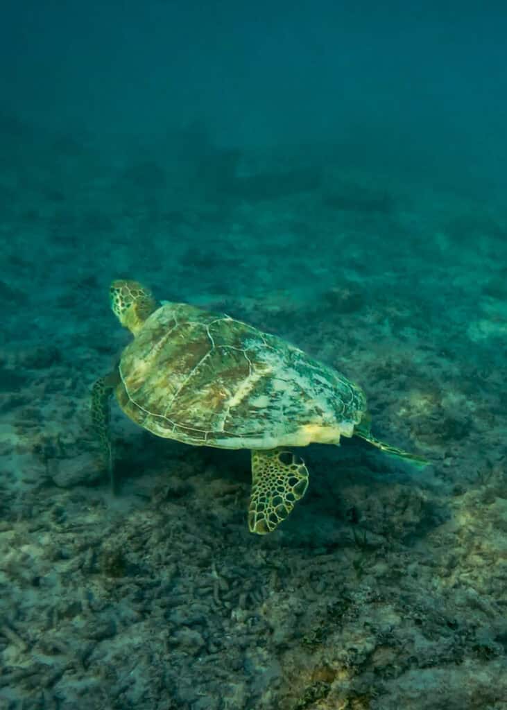 Sea turtle seen off the shore of the Gili Islands