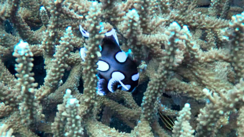 Black and white Juvenile Sweet Lips seen while shore diving in Amed, Bali