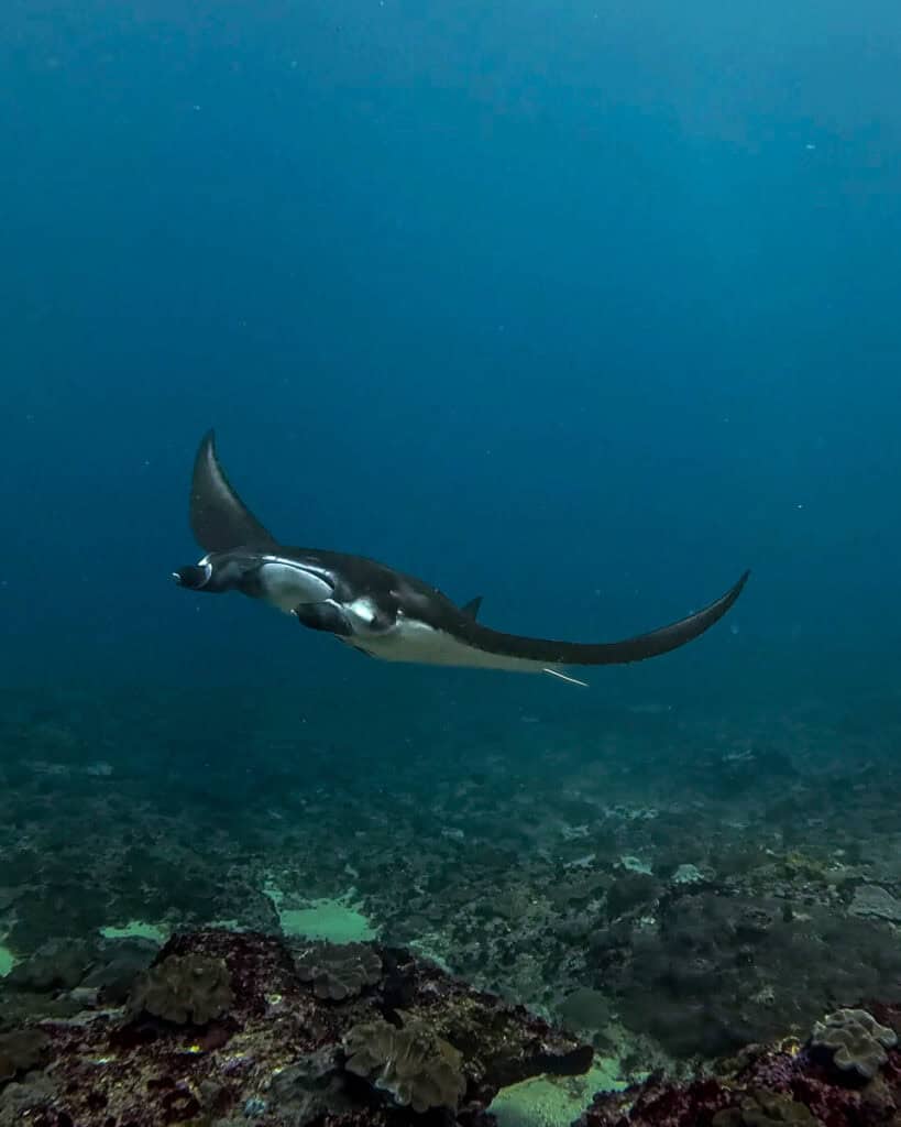 Manta ray in Bali swimming gliding towards the photographer