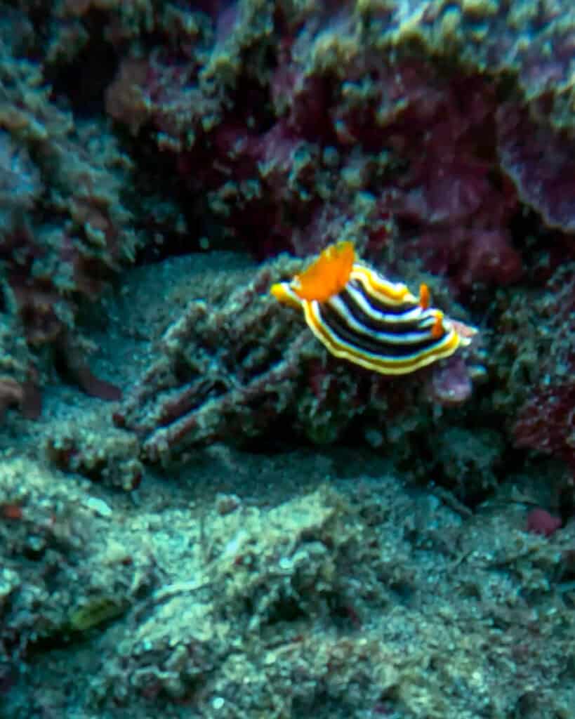 Nudibranch seen while diving off the coast of Amed Bali