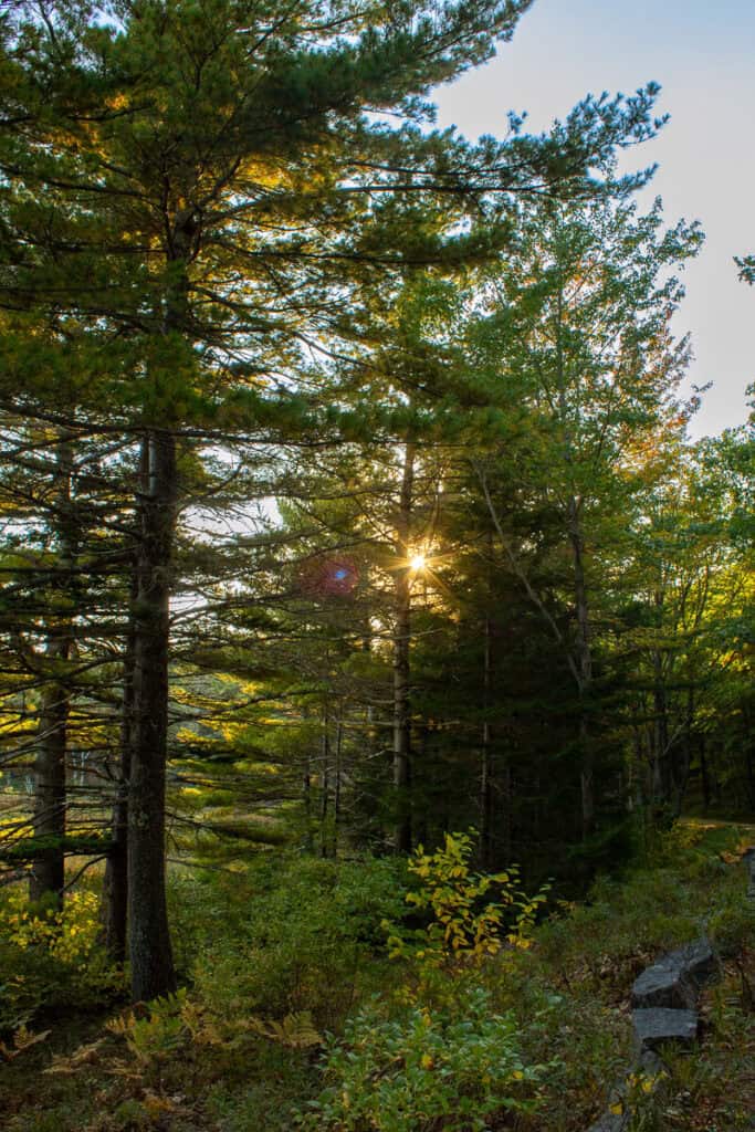 Sunlight streams through tall pine trees along a forested stretch of Acadia's carriage roads during golden hour. The ground is dotted with green and yellow foliage, and a stone border lines the edge of the trail.