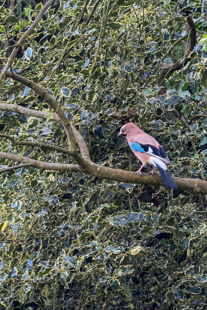 Eurasian jay perched on a tree branch surrounded by dense green foliage in a park in Bath, a quiet nature moment to spot during a Bath day trip.