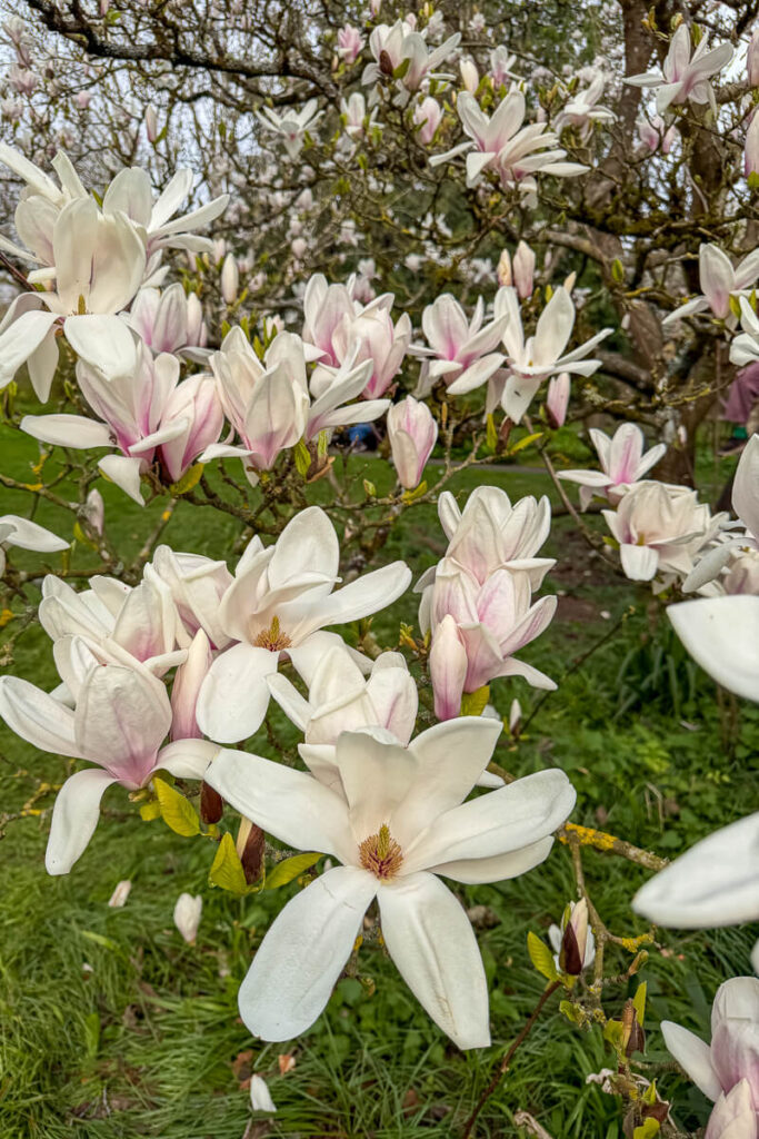 White and pale pink magnolia blossoms blooming on tree branches in a green park in Bath, a beautiful spring sight to enjoy on a Bath day trip.