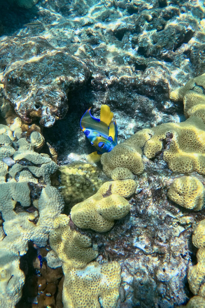 Bright blue-and-yellow tropical fish swimming beside coral during a Key West snorkeling tour.