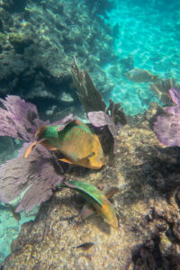 Colorful tropical fish swimming around coral and sea fans during a Key West snorkeling tour.