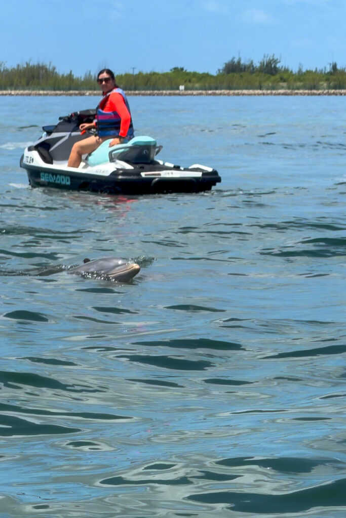 Dolphin swimming near a jet ski rider during a guided tour in Key West.