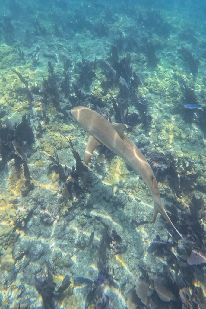 Shark swimming above coral and sea fans on a reef near Key West.