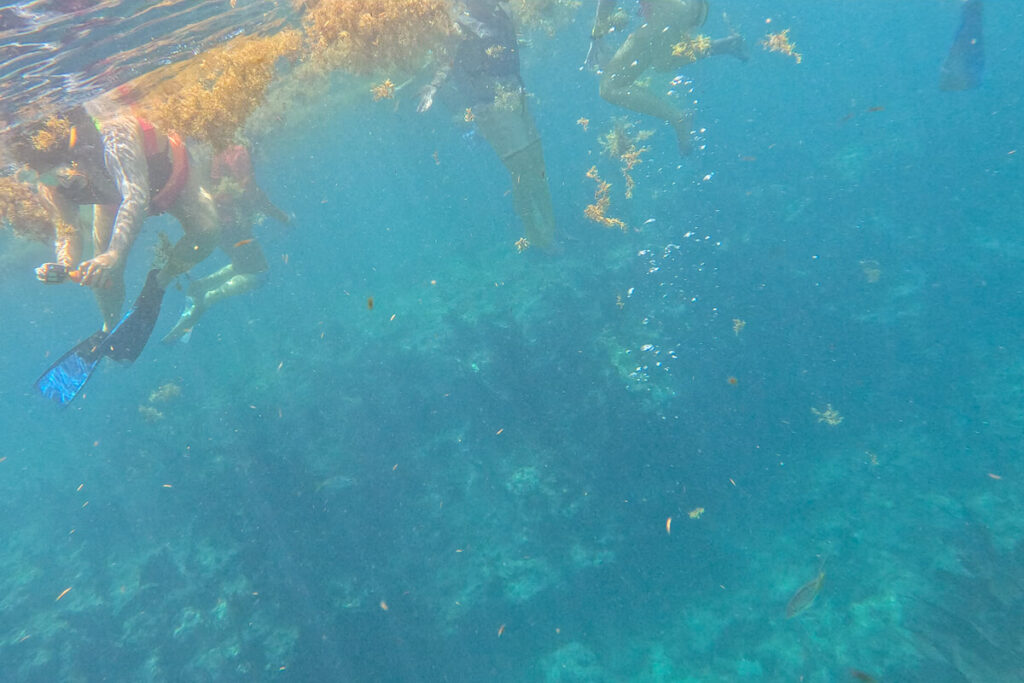 Snorkelers wearing flotation vests and fins swimming above a reef in Key West.
