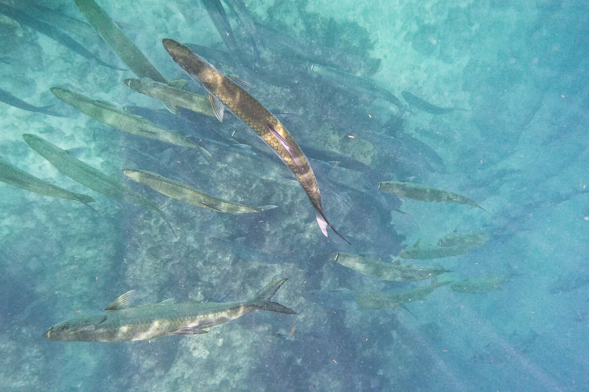 Large school of tarpon swimming together above a reef near Key West.
